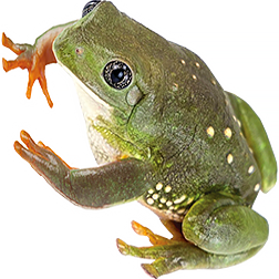 Mexican Leaf Frog